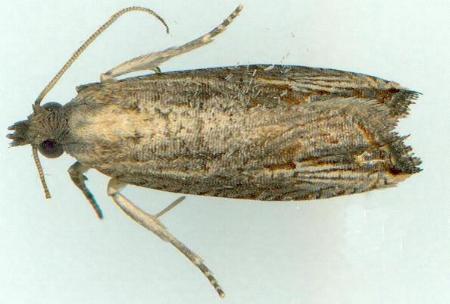 Bactra optanias