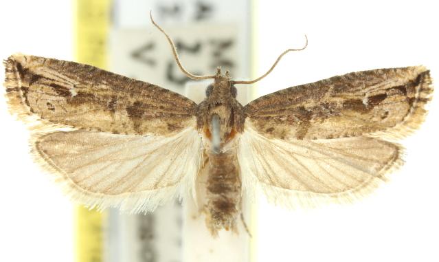 Bactra optanias