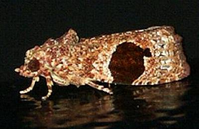 Ophiorrhabda phaeosigma