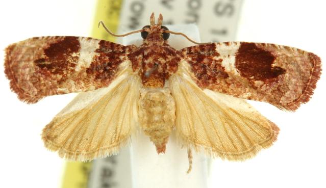 Ophiorrhabda phaeosigma