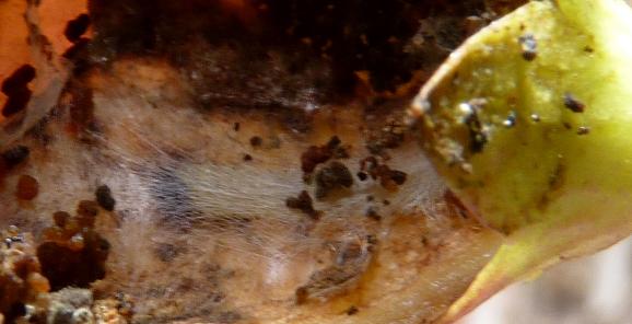 Lobesia physophora
