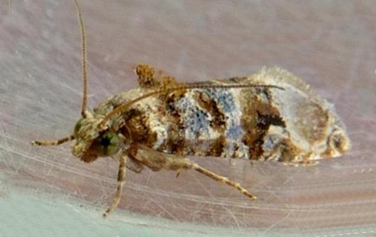 Lobesia physophora