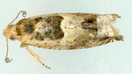 Crocidosema plebejana
