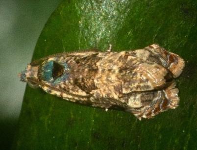 Helictophanes prospera
