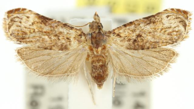 Helictophanes prospera