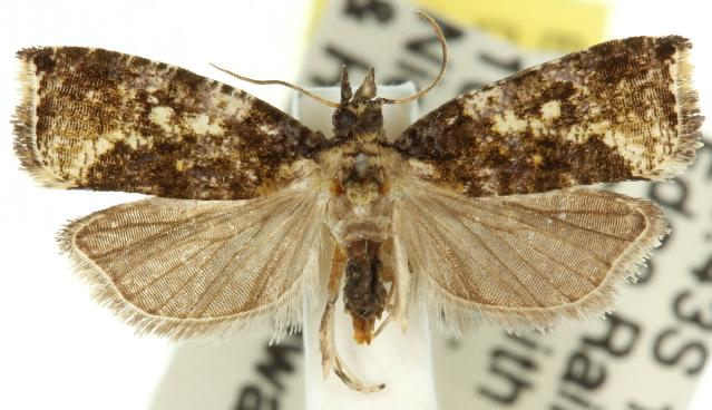 Aterpia protosema