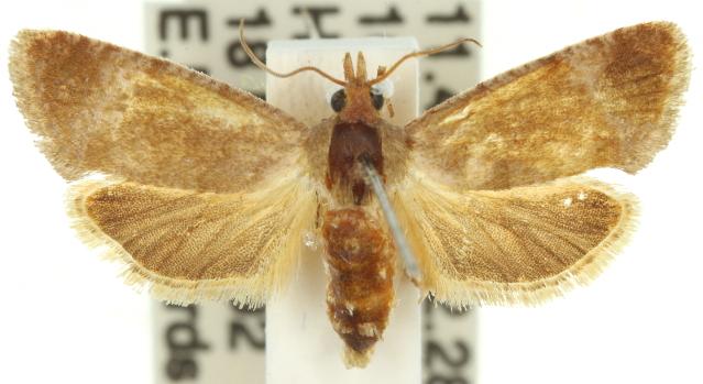Archiphlebia rutilescens