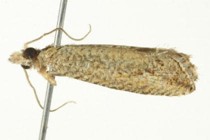 Bactra scalopias