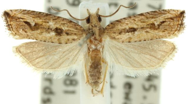Bactra scalopias