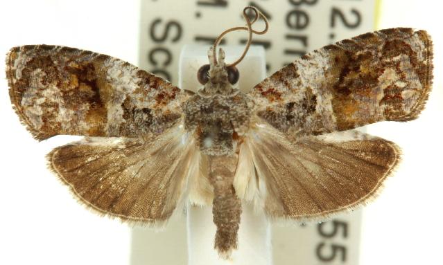 Ophiorrhabda scaristis