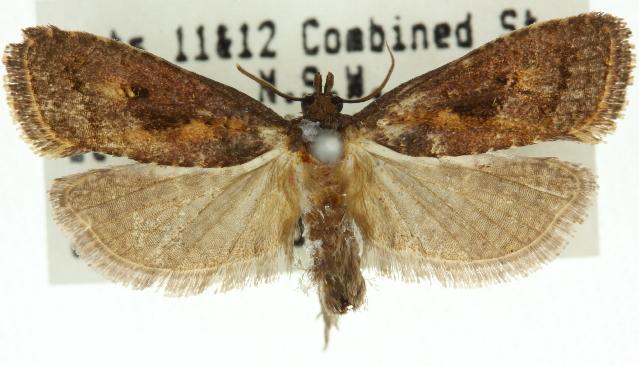 Cryptaspasma sordida