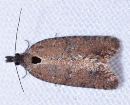 Cryptaspasma sordida
