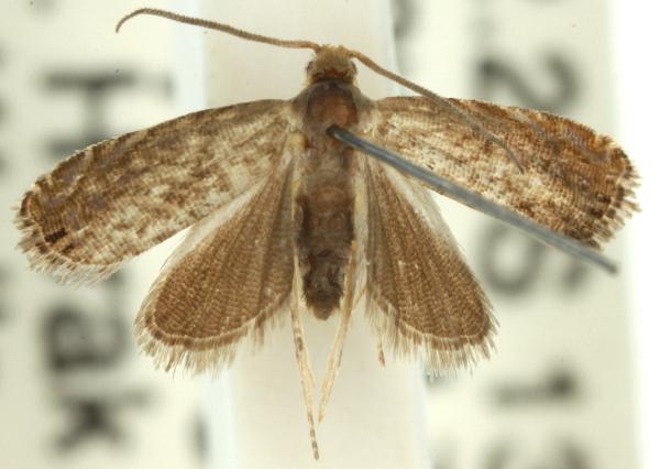 Pammenemina tetramita