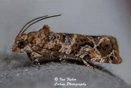 Lobesia transtrifera