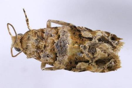 Lobesia transtrifera