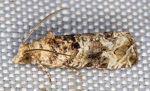Lobesia xylistis