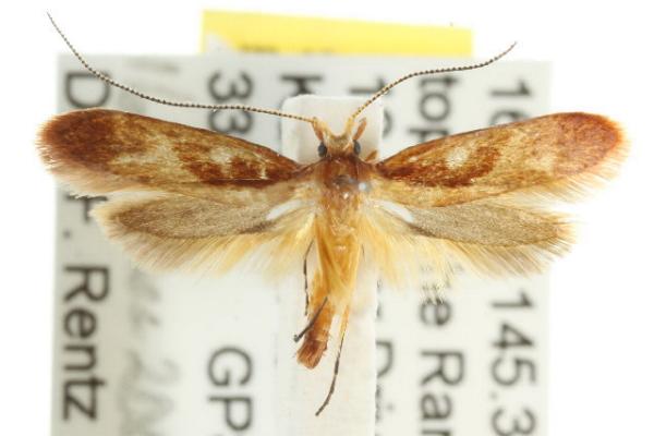 Ancistroneura ammophara