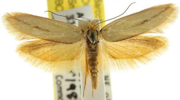 Corynotricha antipodella