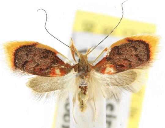Aglaodes chionoma