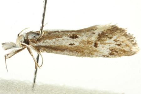 Eridolera leucostephes