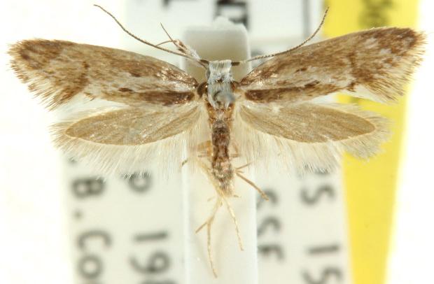 Eridolera leucostephes