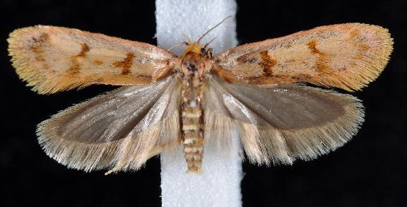 Nemepeira punicea