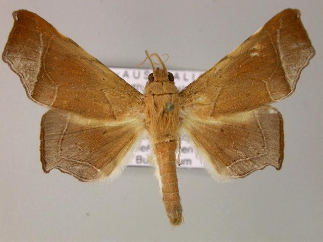 Episparis angulatilinea