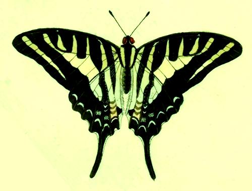 Graphium aristeus
