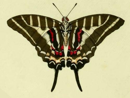 Graphium aristeus