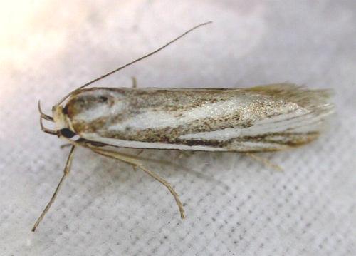 Philobota agnesella