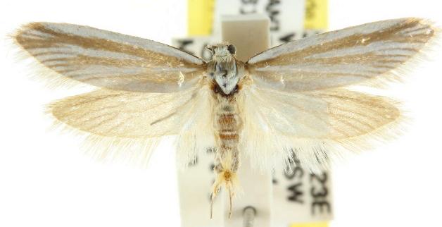 Philobota agnesella