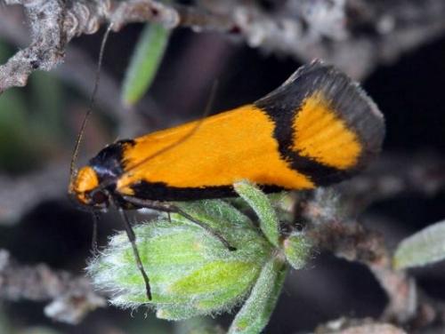 Philobota ancylotoxa