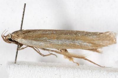 Philobota argotoxa