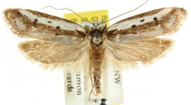 Philobota argotoxa