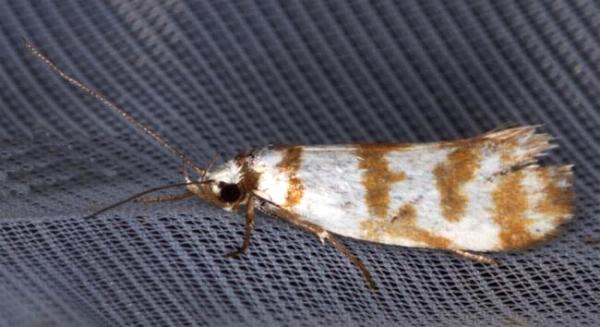 Philobota atmobola