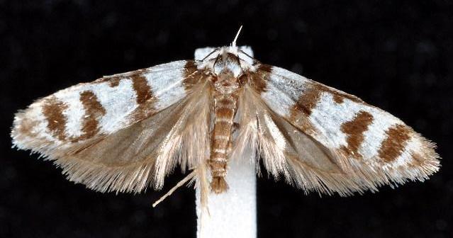Philobota atmobola