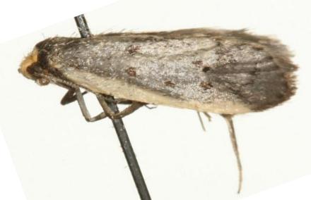 Philobota atmobola