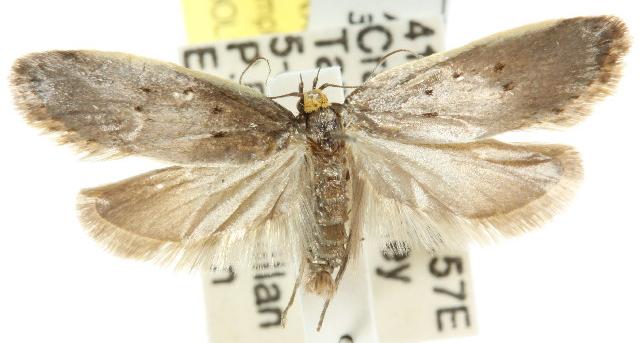 Philobota atmobola