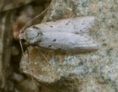 Philobota auxolyca
