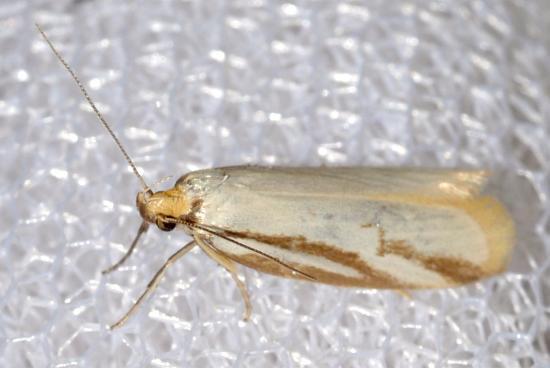 Philobota calamaea