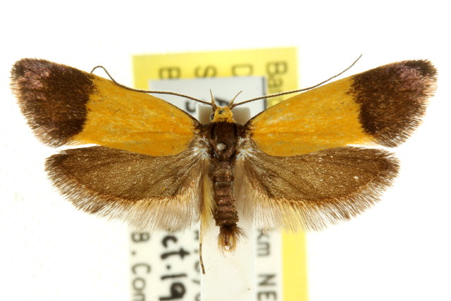 Echinocosma catachrysa