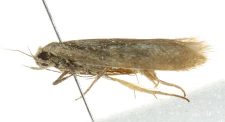 Palimmeces concolor
