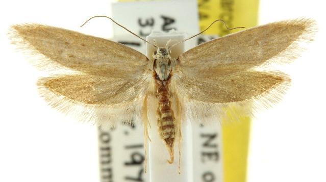 Palimmeces concolor