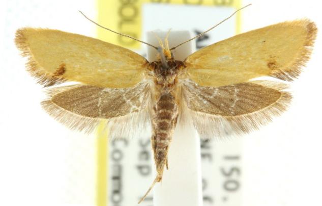 Isomoralla curriculata