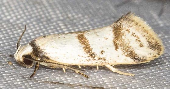Philobota curvilinea
