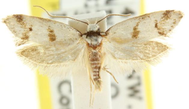 Philobota curvilinea