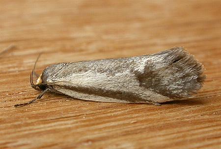 Philobota ellenella