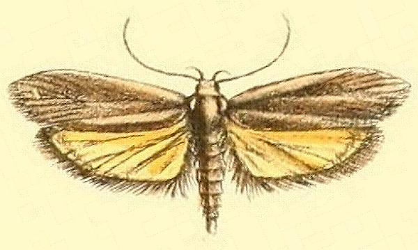 Philobota ellenella