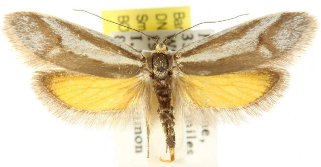 Philobota ellenella