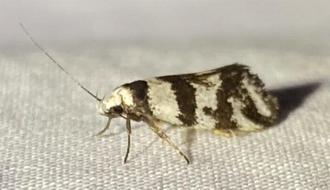 Isomoralla eriscota